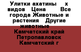 Улитки ахатины  2-х видов › Цена ­ 0 - Все города Животные и растения » Другие животные   . Камчатский край,Петропавловск-Камчатский г.